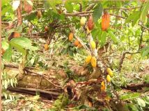 Bahia 75 ha cacao fazenda, vue mer - 13131